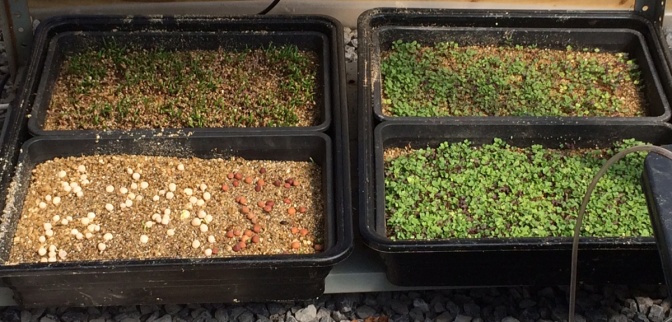 Micro Greens Beginning to Sprout