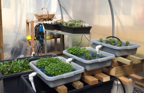 New Watercress System